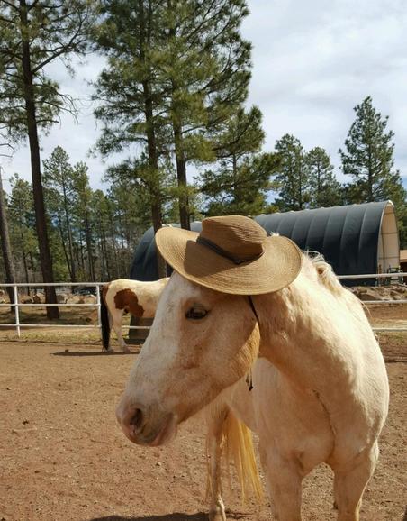 Pinetop Lakes Activity Center & Stables