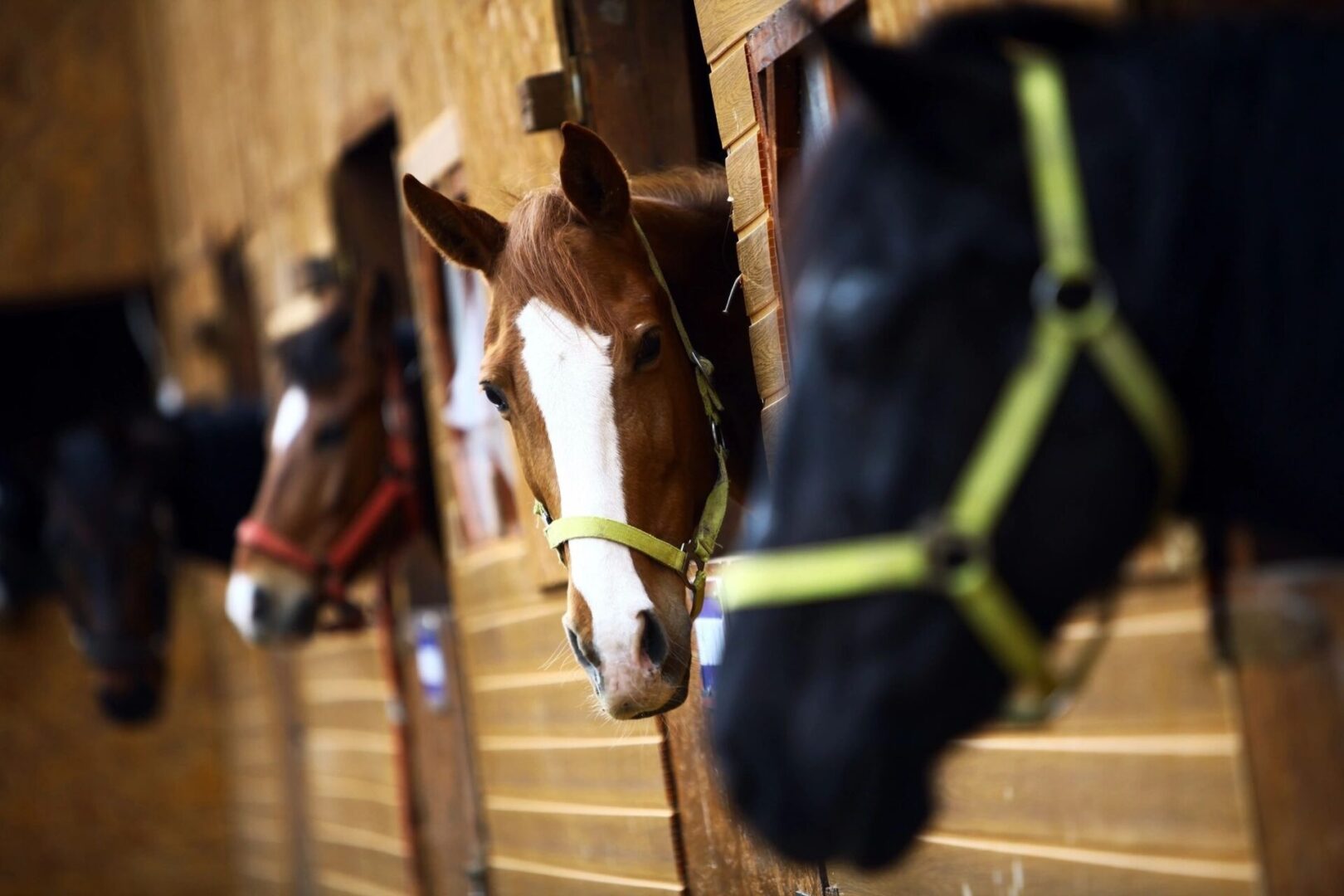 Pinetop Lakes Activity Center & Stables