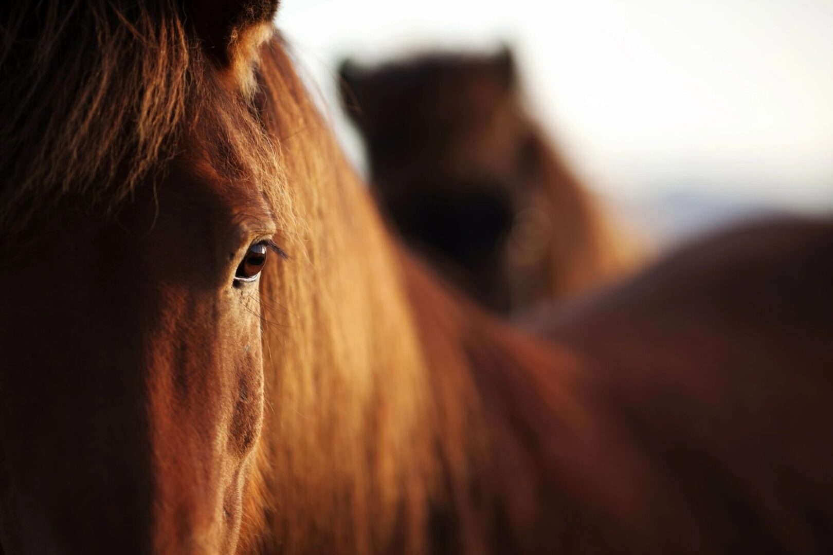 Pinetop Lakes Activity Center & Stables