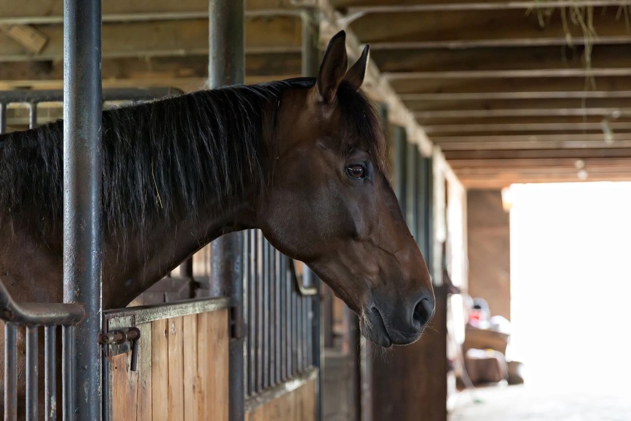 Pinetop Lakes Activity Center & Stables